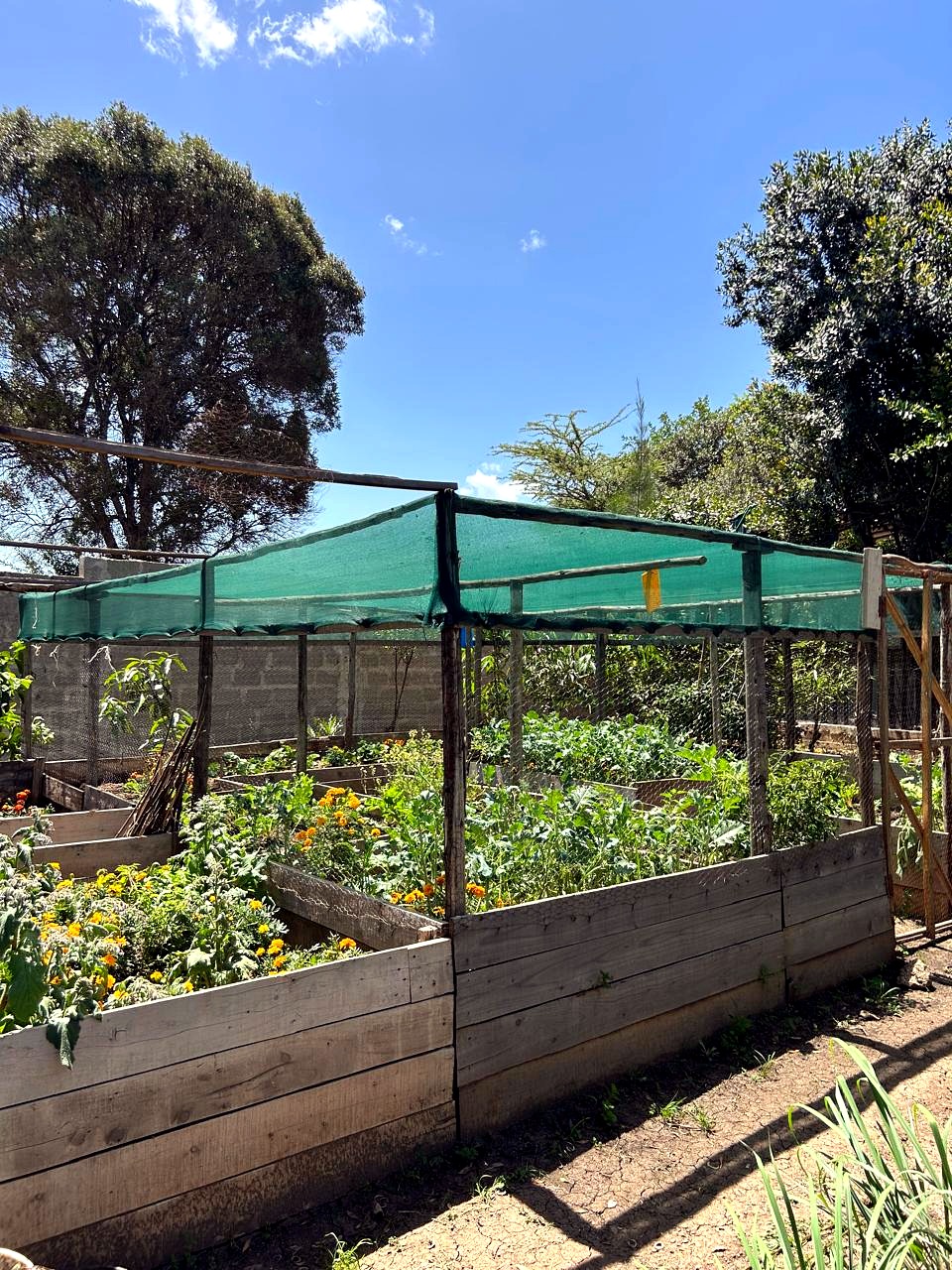 The on-site kitchen garden, shaded raised beds of vegetables and flowers